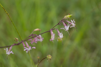 Hier een variant waarvan de bloemen ook niet wit zijn.
Aan de onderrand een bijzonder plantje, een kleine pimpernel?