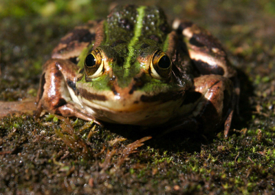 In een vijver van een natuurtuin zaten tientallen van deze kikkers. Op het moment dat het rustig werd, klommen de kikkers op de rand waar de zon op scheen. Ik heb de camera ook op de rand gezet en ben heel langzaam naar de kikker toegeschoven, totdat het beestje bijna volledig formaat vullend op de plaat stond. 
Gebruikte lens: 16-35 mm. Ik had op dat moment geen andere bij me.