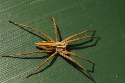 Onderweg naar het bos kwam ik op een omgevallen gieter in de achtertuin dit spinnetje tegen. Zat te zonnen denk ik. Na enig zoeken besloten dat het een kraamwebspin moet zijn, maar ik geef mijn mening graag voor een betere omdat ik totaal geen verstand heb van deze beestjes.