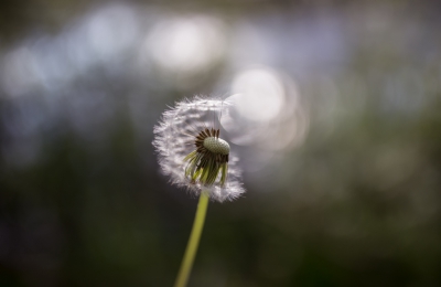 Ook deze gemaakt met mijn nieuwe 35mm F1.4.
Geen bijzondere bloem en weet ook dat deze misschien iets te centraal staat,maar vond zelf de kleuren in het tegenlicht toch wel mooi.