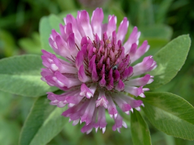 Tijdens mijn wandelingen loop ik o.a. altijd naar bloemen te kijken en op een gegeven moment viel mijn oog op deze Rode Klaver. Een alledaags bloemetje, maar wat zijn ze mooi.
Uit de hand genomen.