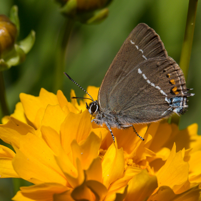 Er komen elke jaar weer meer soorten vlinders in de tuin.
