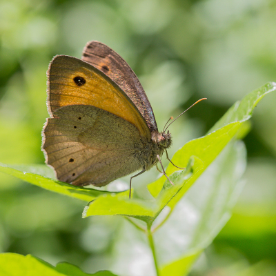 Wie kan mij helpen aan de soort naam van deze vlinder.
Gefotografeerd in de provence