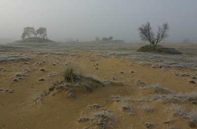 Het was vroeg, koud en mistig op het Kootwijkerzand.
Je kunt er mooie sfeerfoto's maken