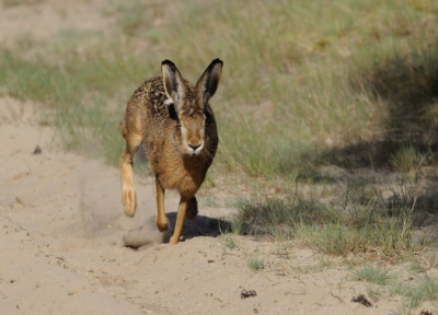 Tijdens een wandeling op de Veluwe kwam deze haas over een zandspoor naar me toe rennen. Enkele foto's kunnen maken waaronder deze.