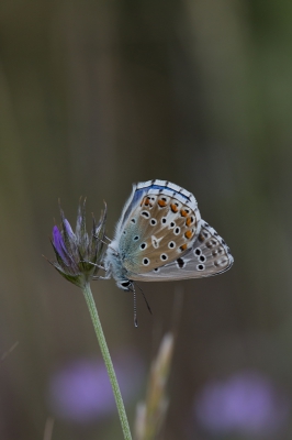 Regelmatig zien bladeren maar niet gaan zitten, na een achtervolging ging hij eindelijk op de grond zitten liggend op de grond wat foto's kunnen maken, vergeefse moeite wat direct daarna ging hij mooi op een bloem zitten