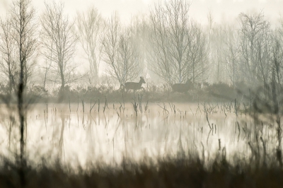 tijdens een ietwat mistige ochtend, vroeg in het Bargerveen. Kenmerkend in het landschap zijn dit soort dammetjes tussen de veenplassen, die een fraai coulissen effect geven.  Als er dan twee reen precies op zo'n dammetje lopen wordt het nog mooier.