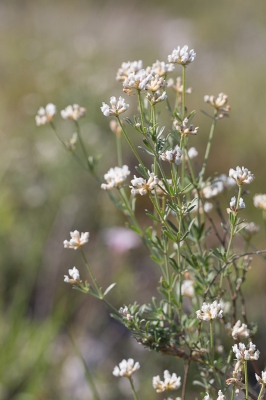 In een zeer kalkrijke omgeving op een zonovergoten zuidhelling komt deze plant veelvuldig voor. Wie kent hem?