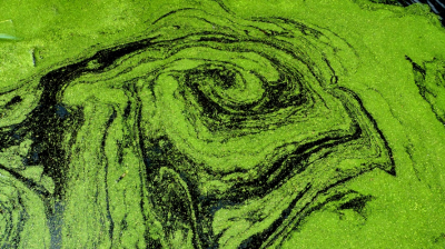 Een door de wind gevormd patroon in het kroos in ons slootje. Uit de hand gemaakt