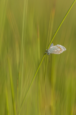 Ondanks de wind is het toch gelukt om het blauwtje scherp te krijgen en dankzij de wind ontstond er een mooie beweging in de achtergrond.
Gr. Huub