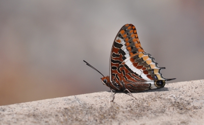 We waren eigenlijk op zoek boven op een berg naar de kaffergierzwaluw. Die niet gevonden maar wel deze prachtige vlinder.