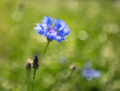 Het is warm. De korenbloem staat de dampen. Alles, trouwens. Ik ook.