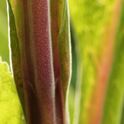 Je ziet hier op veel plaatsen vingerhoedskruid bloeien. Ik heb me bij deze opname niet op de bloem gericht maar op de stengel. Stengel en bladnerven van deze plant waren zacht paars.