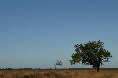 Gisterochtend prachtig helder weer op de hei. Heb geprobeerd de weidsheid weer te geven met een lage horizon en heel veel lucht, waardoor de boompjes nietiger lijken.