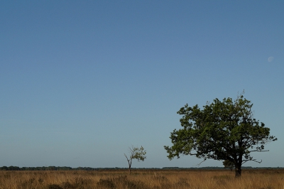 Gisterochtend prachtig helder weer op de hei. Heb geprobeerd de weidsheid weer te geven met een lage horizon en heel veel lucht, waardoor de boompjes nietiger lijken.