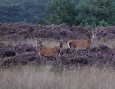Vanachter een dennetje lukte het me om de hindes met kalfjes in de paarse heide te fotograferen. Hoopte dat de kalfjes los van de hindes zouden gaan staan, maar  achter mamma's lichaam is het veilig. Iso 800 1/30 5.6 vanaf statief