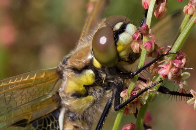 Deze Viervlek zat lekker uit te rusten in het zonnetje. Foto is gemaakt en later bijgesneden tot deze foto. Ik heb net een nieuwe lens dus was even oefenen, maar blij met dit resultaat.