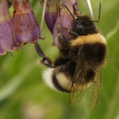 Zag vanmiddag een aardhommel aan het werk. Twee dingen vielen me op. In de eerste plaats de plek waar hij bezig is. Volgens Wikipedia bijt hij soms een gaatje in de onderkant van de bloemkroon, dat lijkt hij hier te doen. In de tweede plaats viel me op dat hij beschadigde vleugels heeft. Ik heb niet veel verstand van insecten, misschien kan iemand hier meer over zeggen.