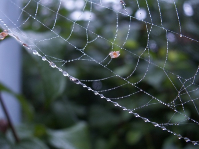 <i class='fa fa-user'></i>&nbsp;jannie&nbsp;| Spinnenweb&nbsp; <i class='fa fa-eye'>&nbsp;232</i> &nbsp; <i class='fa fa-comment-o'>&nbsp;0</i>