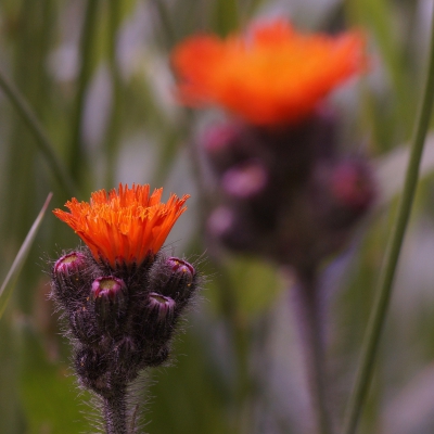 Langs een slootkant in de talud een heleboel oranje havikskruid gevonden. Prachtig bloemetje.
