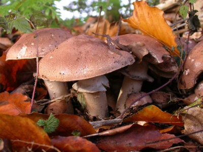 Deze paddestoel vond ik bij toeval en is door een deskundiger iemand dan ik gedetermineerd en vervolgens opgeslagen in het Rijksherbarium. Vroeger bekend als Agaricus squamilifer var. caroli (deze eerste in NL) maar later bleek er geen voldoende microscopische argumenten voor een aparte soort te bestaan. Op dit moment staat hij er weer, maar niet zo fotogeniek als vorig jaar, daarom een 'oud' plaatje.