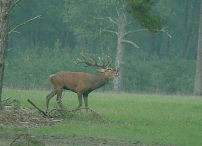 Nadat eerst een roedel met 3 spiters, 2 12-enders en wat hin-des het veld op waren gekomen, kwam deze 18-ender.
Deze verjoeg het jong volk en nam met zijn eigen roedel bezit van het veld.
