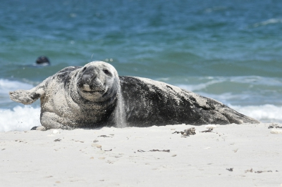 Op de tweede dag van het verblijf op de beide eilanden de eerste keer naar de zeehonden gegaan en deze was mooi aan het omrollen met het zand dat ook aan de zwaartekracht voldoet.