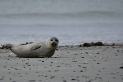 Dit jong kwam geheel zelfstandig uit de noordzee het strand opgekropen en natuurlijk een mooie aanleiding om hem vast te leggen.