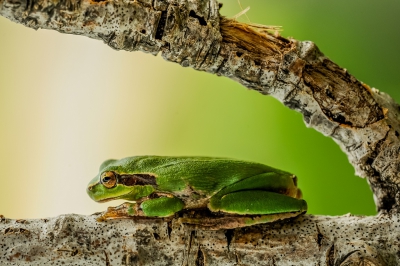 Op de camping waar ik verbleef zitten veel boomkikers, in de morgen zoeken ze een lekker warm plekje op om optewarmen. Vaak  in de bramenstruiken maar ook in de Valse olijfbomen die er veel staan. Ook op mijn plekje staat zon boom die boven de bramenstruiken groeit iedere ochtend maak ik een rondje en telkens vind ik weer nieuwe kikkertjes, kleine maar ook vaak flinke exemplaren die mij s nachts wakker houden, omdat ze flink kabaal maken. Maar voor een leuk plaatje zijn ze mijn vrienden.