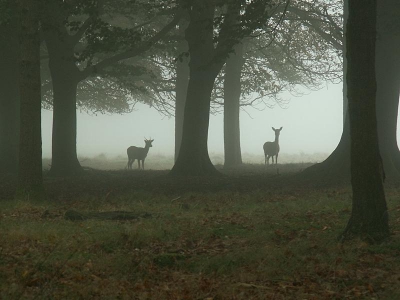2 damherten langs de kant van het bos in de ochtendmist.