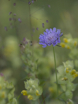 Deze bloem viel mij op, hij stond helemaal alleen op de grens van een bos en een grasland tussen andere planten.
m.b.v. waarneming.nl heb ik hem als duifkruid kunnen determineren.