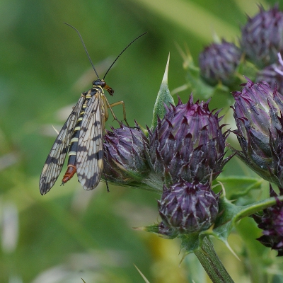 Probeerde een foto te maken van de jonge bloemen van de distel, toen ik opeens dit beestje zag zitten. In het NP insectenalbum had ik hem snel gevonden.