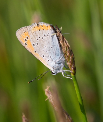 Op het gebied van blauwtjes maak ik weinig vorderingen, aanvankelijk dacht ik aan kleine vuurvlinder, hij is het niet.
Wie helpt?