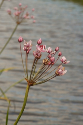 Terug van (bijna) weggeweest is de zwanebloem. Hier zie je hem al weer regelmatig langs de slootkant. maar toch nog beschermd en zeldzaam. (De bermmaaier had helaas de helft omgehaald). Omdat het een plant is die altijd alleen half in het water groeit, kan ik hem wel in deze seizoensopdracht plaatsen, dacht ik. In de jaren 50 waren ze zo algemeen (koffieboontjes noemde mijn vader ze) dat we ze wel plukten en thuis in een vaas zetten.