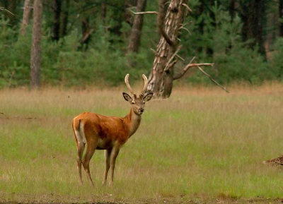 Mooie spitser die geen last van burlende grote heren!