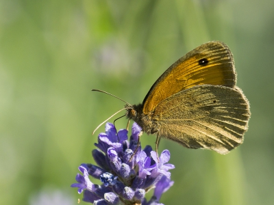 In de zeer hete/zonnige tuin kwam dit vlindertje aan fladderen en vond onze lavendel wel heel smakelijk
