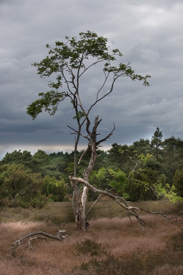 Wandelend over de heide zag ik deze boom. Had het gevoel er iets mee te moeten kunnen.