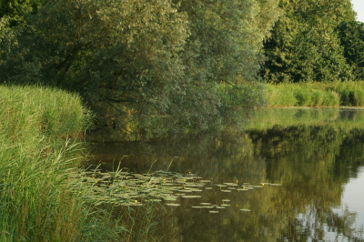 Wilg vangt mooi ochtendlicht. Deze wilg ligt op de route van mijn ochtendloopje, heb hem al vaak gefotografeerd.