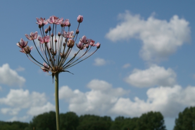 De zwanebloem groeit hier weer langs de slootjes, omdat hij zo mooi is heb ik hem nederig vanaf de grond gefotografeerd, met de blauwe lucht als achtergrond.