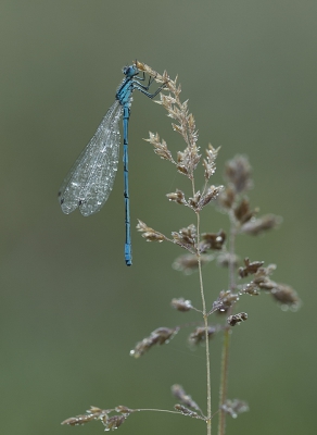 Lekker vroeg op pad en dan deze juffer kunnen platen.
Deze zat er mooi bij op het grasje.
Gr. Huub