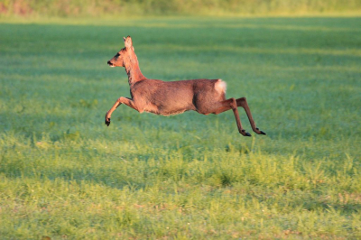 Ik zag in de verte deze ree lopen en ben langs de rand van een bosje/houtwalletje gaan zitten. Ook al zag de ree me wel, toch kwam hij in tien minuten op ruim 10 meter afstand.
Het was een mooie ervaring om de ree zo dichtbij een sprintje te zien trekken:)
Het was nog erg vroeg en heerlijk rustig.