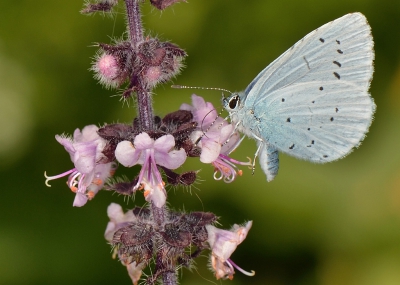 Dit vlindertje zoekt niet alleen bomen op, zoals zijn naam vermoedt. De bloemetjes van de basilicum werden ook gretig bezocht.