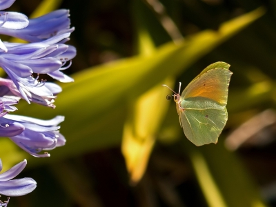 Bij het zwembad op Monte Horizonte konden wij een uur lang genieten van deze bijzonder mooie vlinder.