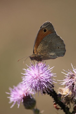 Ik weet niet welke vlinder dit is. Ik denk zelf het hooibeestje of het bruine zandoogje. Wie weet het??