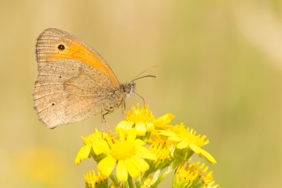 Vanmiddag op een veld in het bos gefotografeerd. Het was zonnig en er vlogen heel veel vlinders, waaronder dit bruine zandoogje.
Verder heerlijk aan het fotograferen met een nieuwe macrolens. In het begin was geen foto scherp, maar het gaat steeds beter. Genieten van de natuur om me heen.... heerlijk op mijn buik of op mijn knien in het gras. Hebben jullie nog tips voor verbetering?