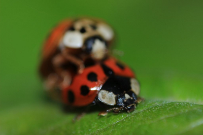 Op een wilg met veel luizen zaten ook erg veel lieveheersbeestjes. Met een omkeerring op de ef-s 18-55 mm IS kon ik erg dichtbij foto's maken, met dit als resultaat...