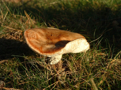 Ik ken niet zoveel paddestoelen maar bij deze viel mij op dat hij nog even de onderkant wilde bij-bruinen in de ondergaande zon. Misschien dat iemand de juiste naam kan doorgegeven. Ik heb gezocht maar vond zo geen juiste benaming.