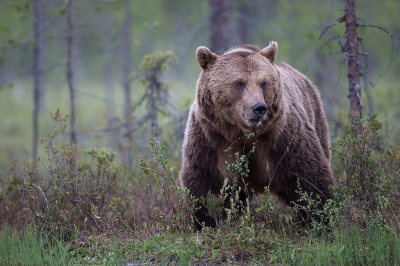 Ben een week naar Finland geweest om beren te fotograferen. Is een geweldige ervaring geworden. Ik heb er een blog over geschreven op mijn website: www.natuurfoto-andius.nl Uiteraard staan er ook meer beren foto's en ook enkele foto's van wolven op. Deze foto is gemaakt bij een meertje vanuit schuilhut. De beer kwam het bos uit en laat zijn enorme kracht zien.