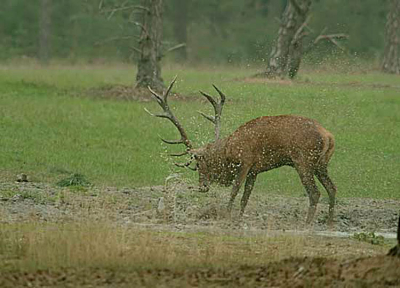 Blijft een mooi imposant gedrag van zo'n beest!