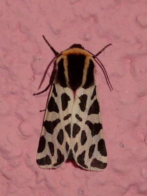 <i class='fa fa-user'></i> Aad Verkuijl | Cymbalophora pudica  <i class='fa fa-eye'> 166</i>   <i class='fa fa-comment-o'> 2</i>